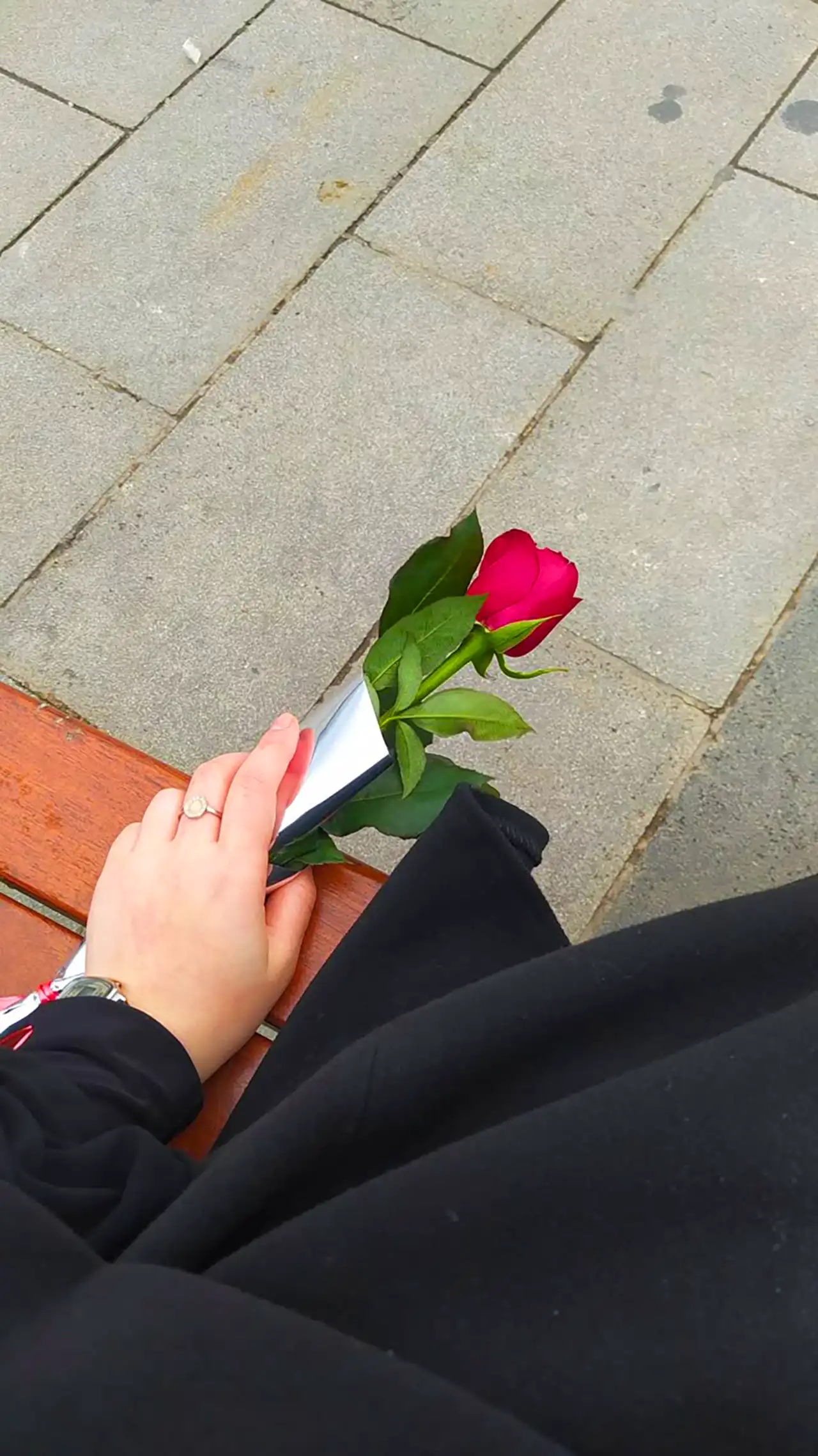 شاخه گل رز قرمز